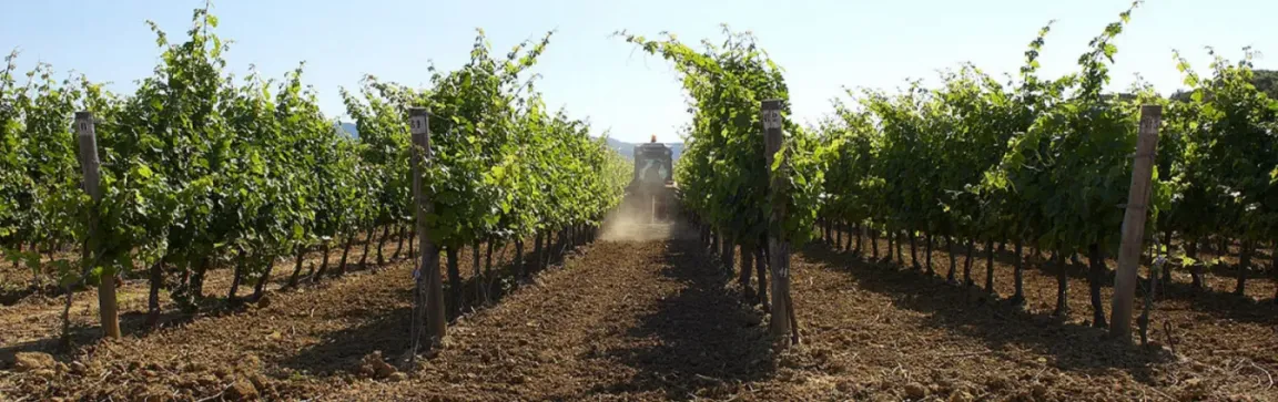 Fattoria Casa di Terra